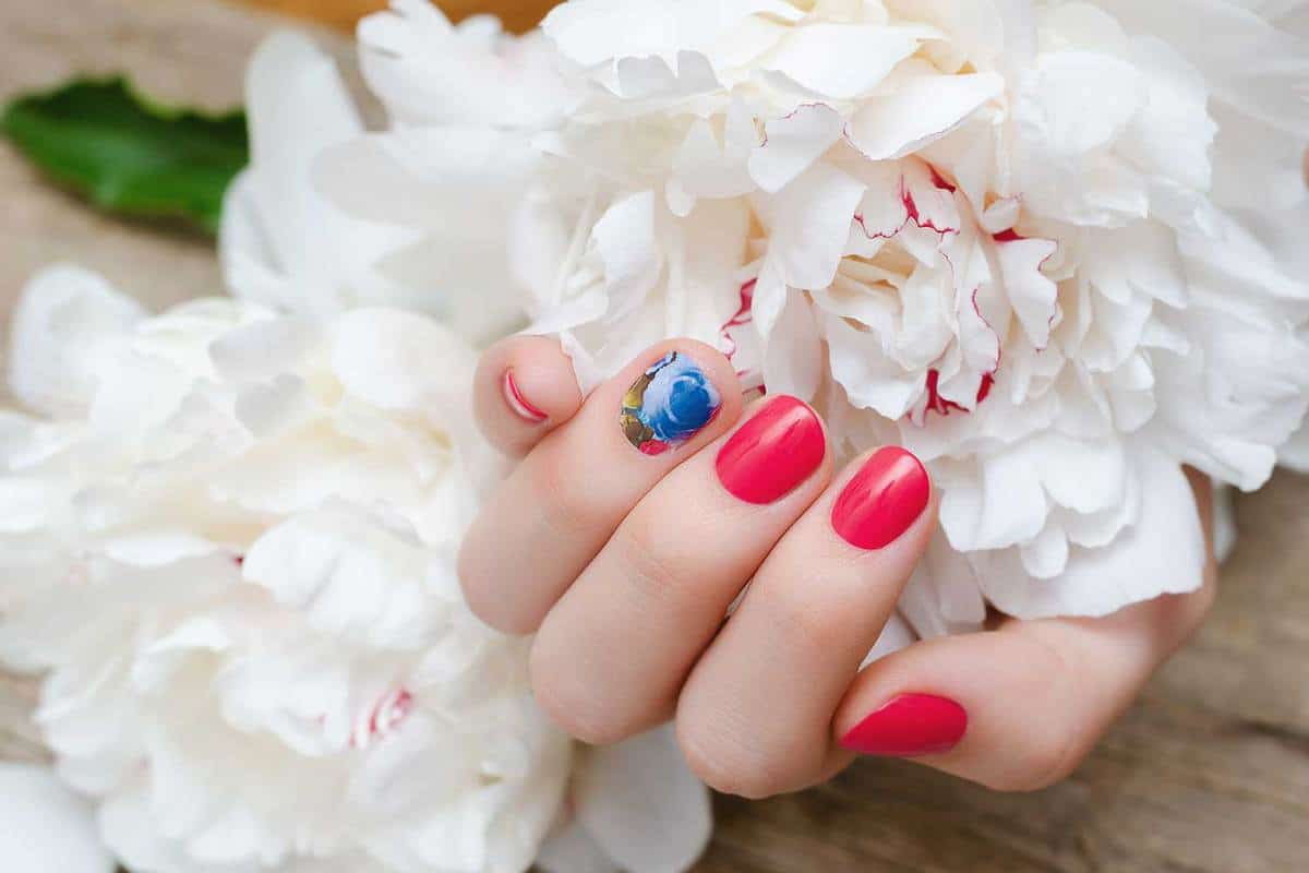 Beautiful female hand with red nail design holding white peony