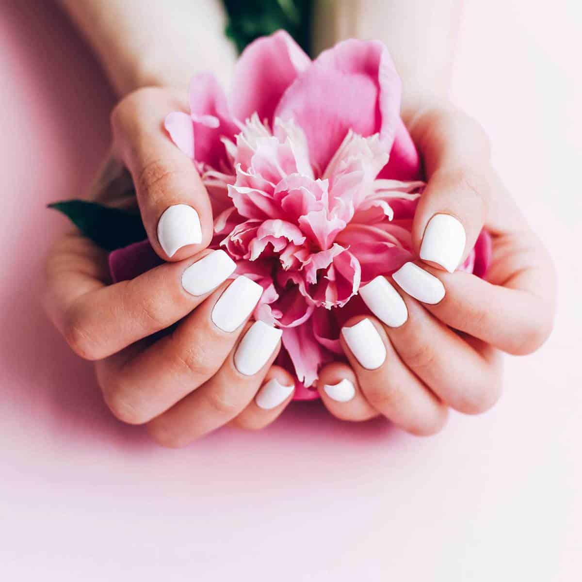 Female hands with white manicure holding a peony