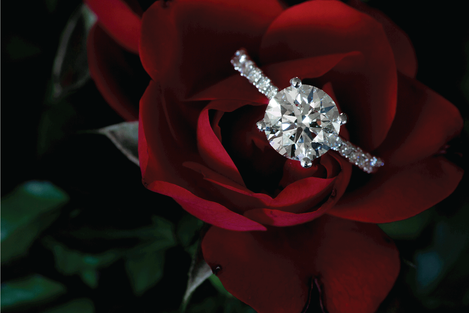 1.5 Carat Diamond Ring On Red Rose And Green Stem Leaves