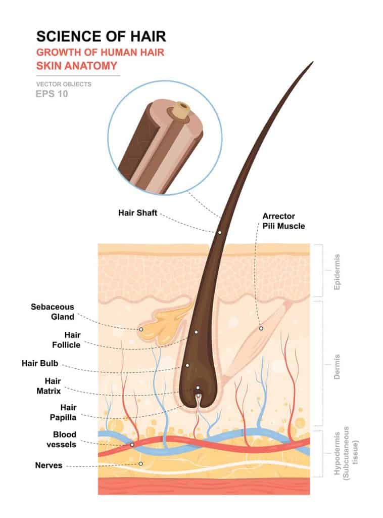 Подробные медицинские векторные иллюстрации роста и структуры человеческого волоса