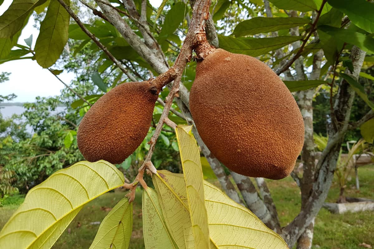 Cupuaçu fruit, (Theobroma grandiflorum) Malvaceae family