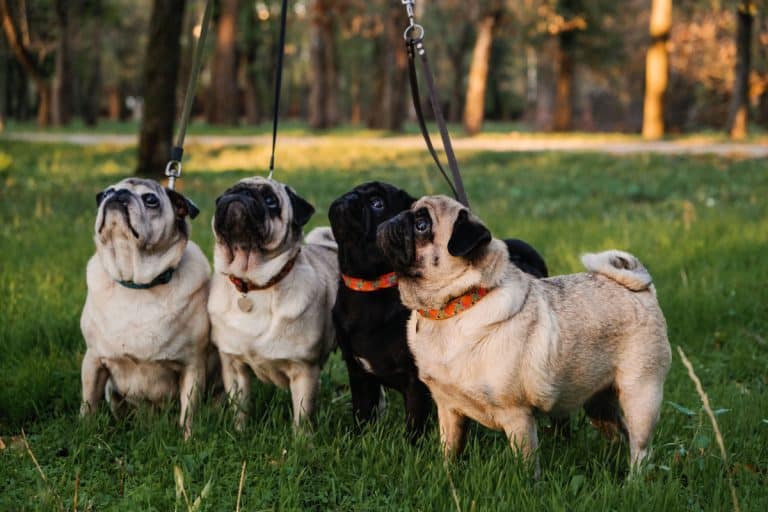 Super cute pugs sitting down on the grass