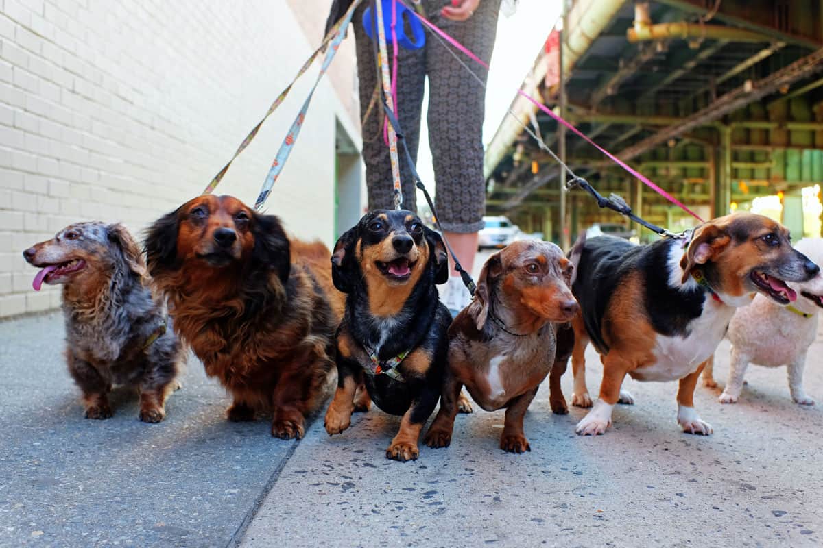 Walking an array of dachshunds through the streets of Cincinnati