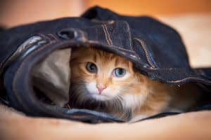 A cat sleeping inside his owners jeans