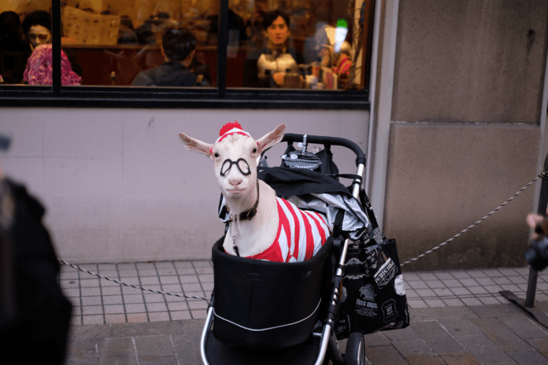 goat dressed as waldo in a baby stroller