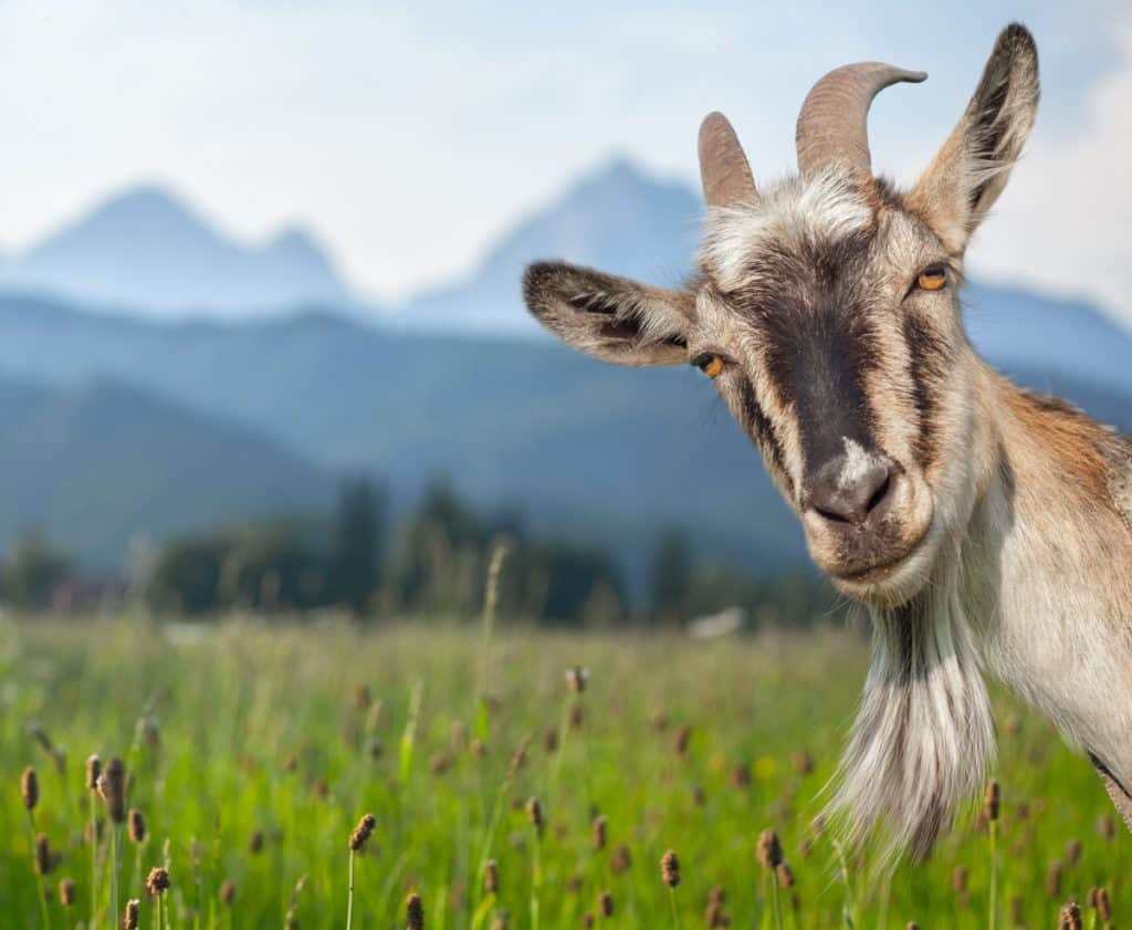 goat in a meadow looking at the camera