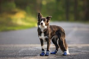 grey border collie dog standing outdoors in blue boots. - Breaking News: DIY Fashion Takes A New Turn With Dog Fur Slides!